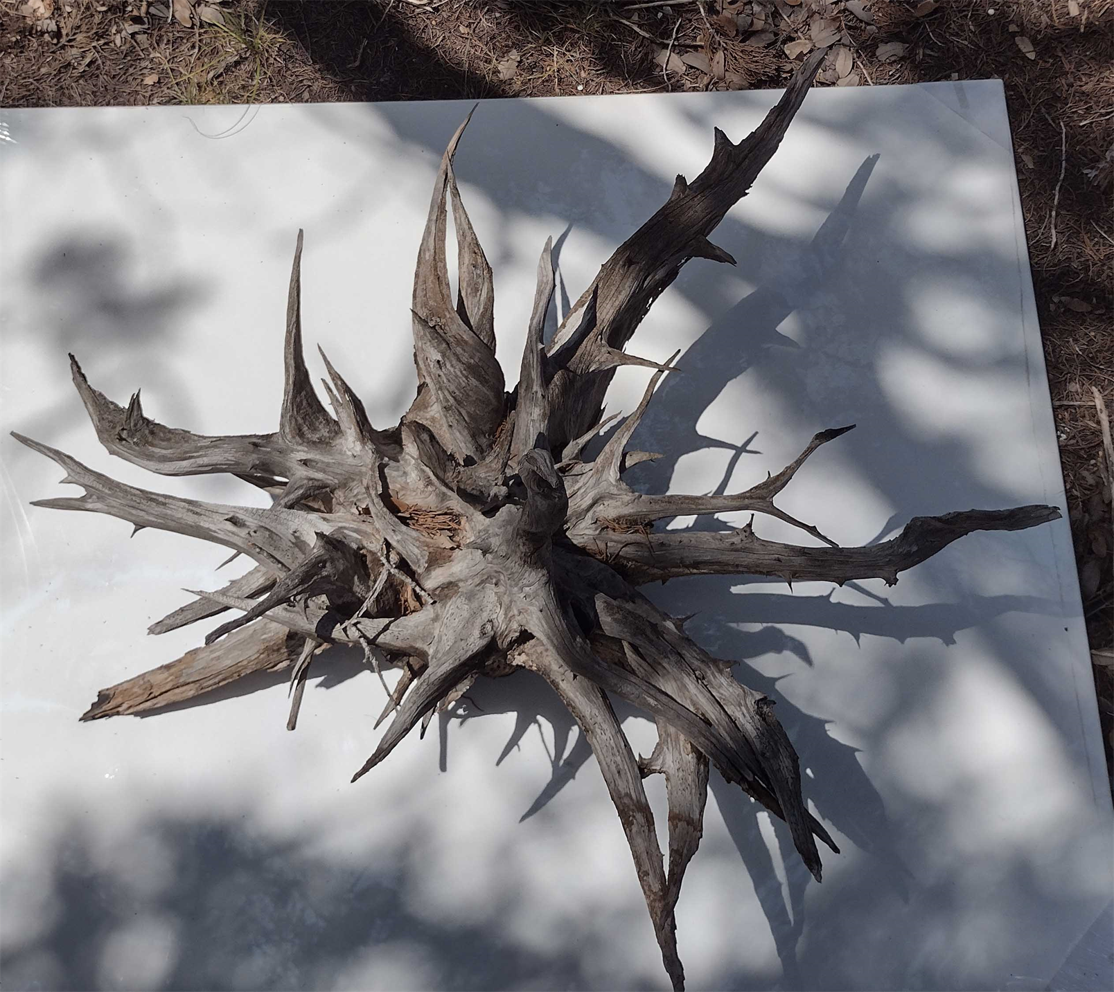 Tree Roots For Sale
Click To Enter Etsy Shop
Showing The Larget Tree Root!